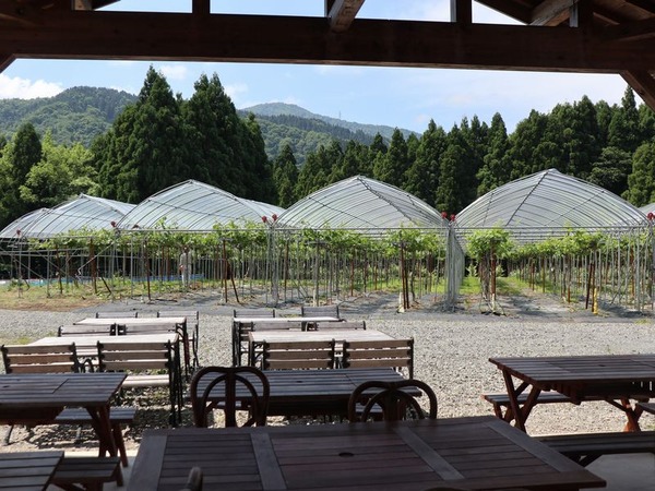 白山ワイナリー (7)