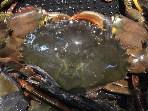 シンガポール シーフードリパブリック (27)