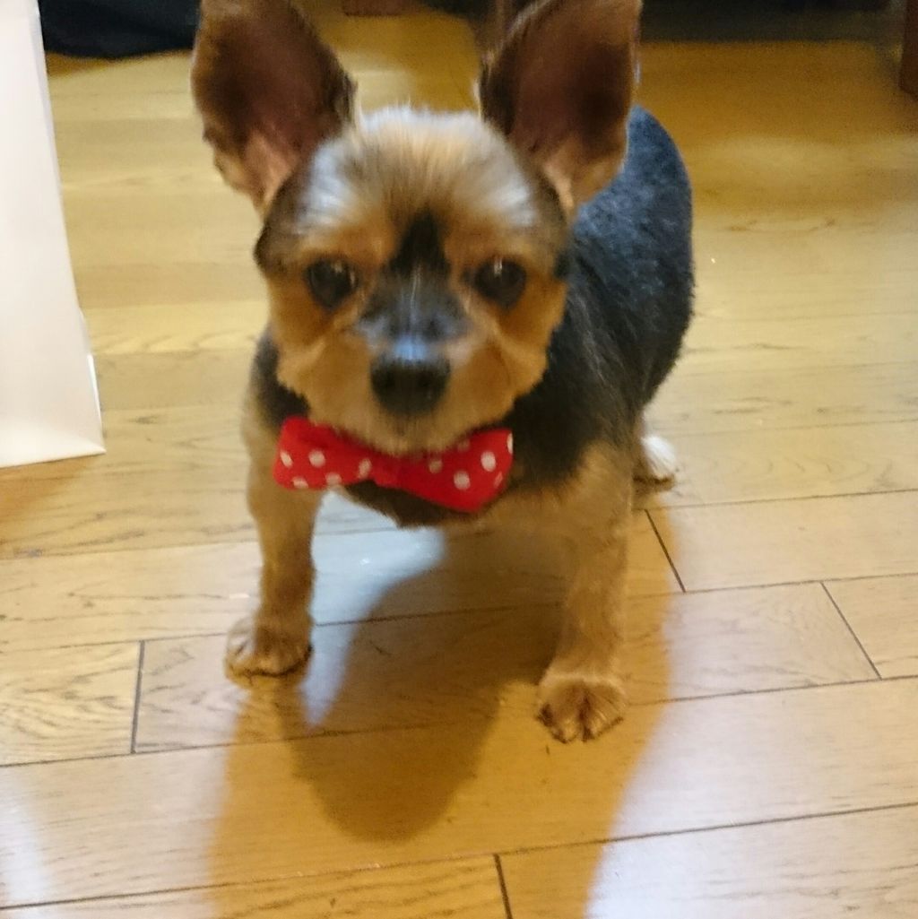 のほほんむぅちゃん 外耳炎 皮膚炎 ヨークシャーテリア ぴよこの旅行記