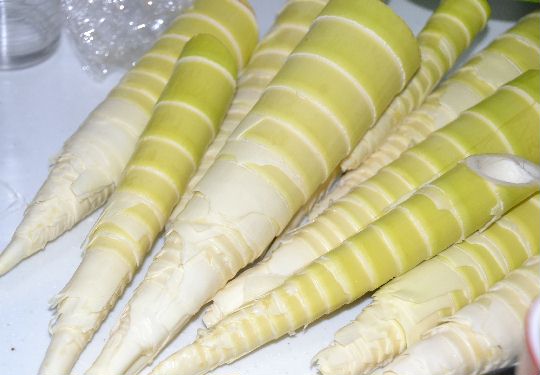 ハチク(淡竹) : DIY/料理&四季