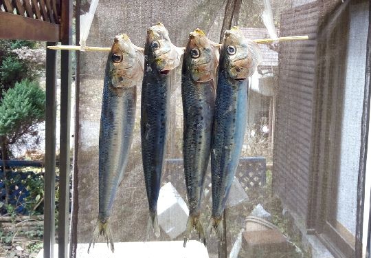 目刺し(めざし) : DIY/料理&四季