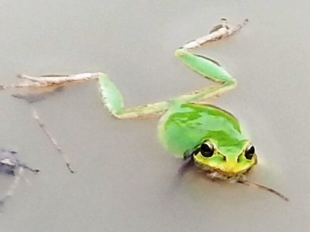 田んぼの生き物 すか田んブログ