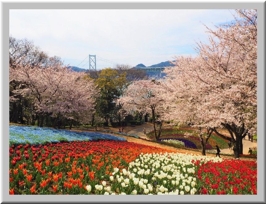 背景画像に桜アニメ再度挑戦 悠々ゆったり自分史 背景画像に桜アニメ再度挑戦 悠々ゆったり自分史