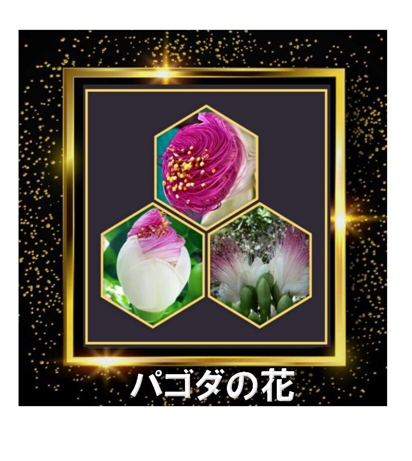 友人からラインできました綺麗なパゴダの花 悠々ゆったり自分史 友人からラインできました綺麗なパゴダの花 悠々ゆったり自分史