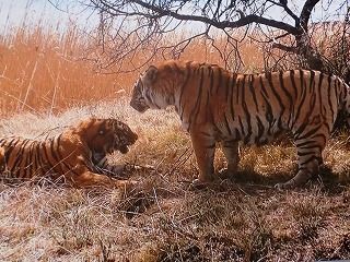 虎の出産 子育て Ngワイルドhd 徒然 あさやんの史記と四季 虎の出産 子育て Ngワイルドhd 徒然 あさやんの史記と四季