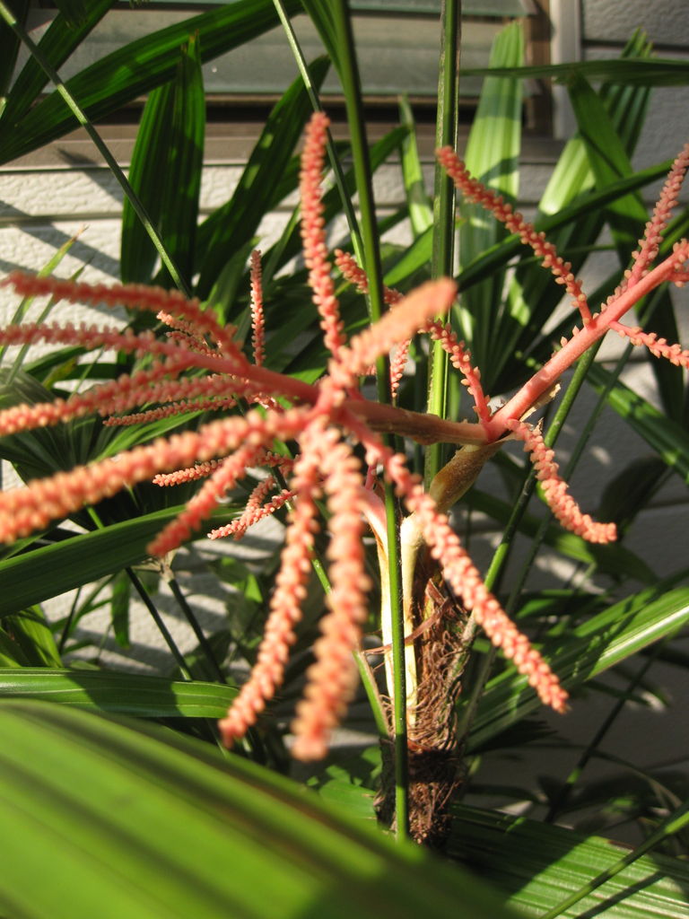観音竹の花 吉兆 暇親父のたわごと