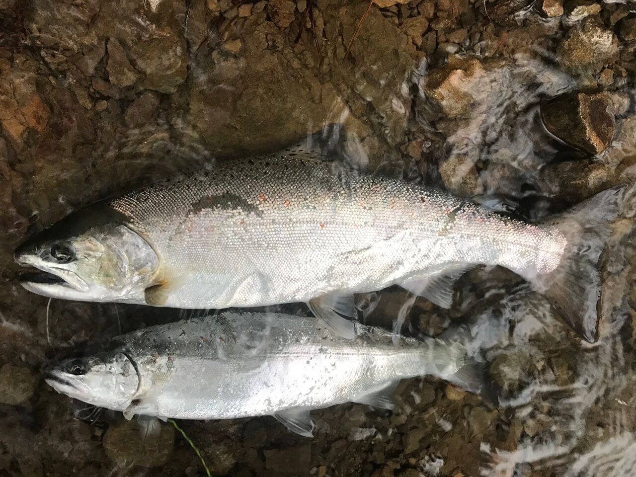 快釣の何とかなるさ