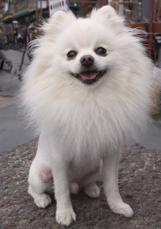 spitz