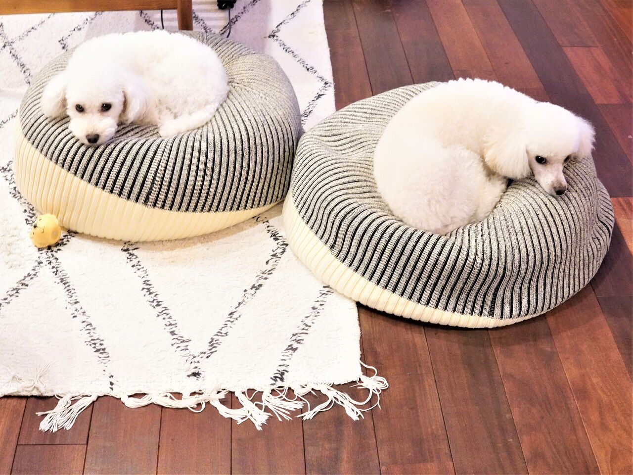 神々しく神がかった愛犬 トイプードル仲良し癒し画像多数 W 10年後も好きな家 家時間が好きになる 家事貯金 北欧インテリア Powered By ライブドアブログ 神々しく神がかった愛犬 トイプードル仲良し癒し画像多数 W 10年後も好きな家 家時間が好きになる 家事貯金 北欧インテリア Powered By ライブドアブログ