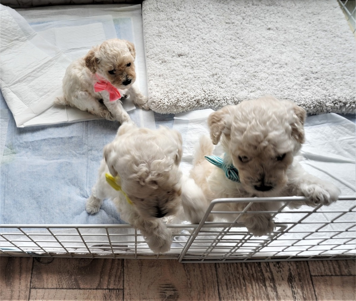 初対面パピー犬8