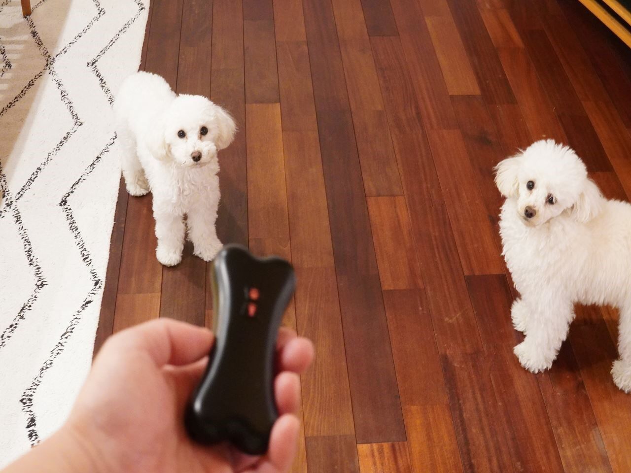 愛犬の 無駄吠え防止グッズ の効果が凄すぎた 超音波式を試してみた 10年後も好きな家 家時間が好きになる 家事貯金 北欧インテリア Powered By ライブドアブログ 愛犬の 無駄吠え防止グッズ の効果が凄すぎた 超音波式を試してみた 10年後も好きな家 家時間が好きになる 家事貯金 北欧インテリア Powered By ライブドアブログ