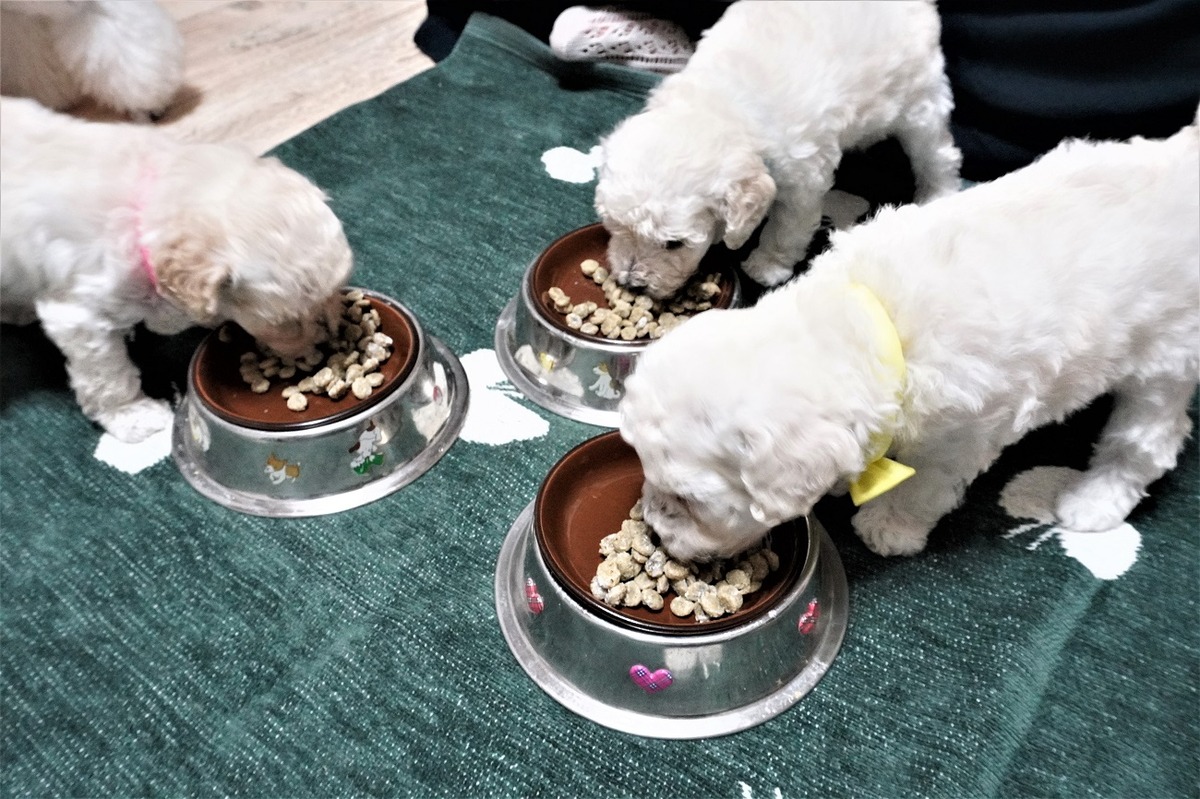 初対面パピー犬2