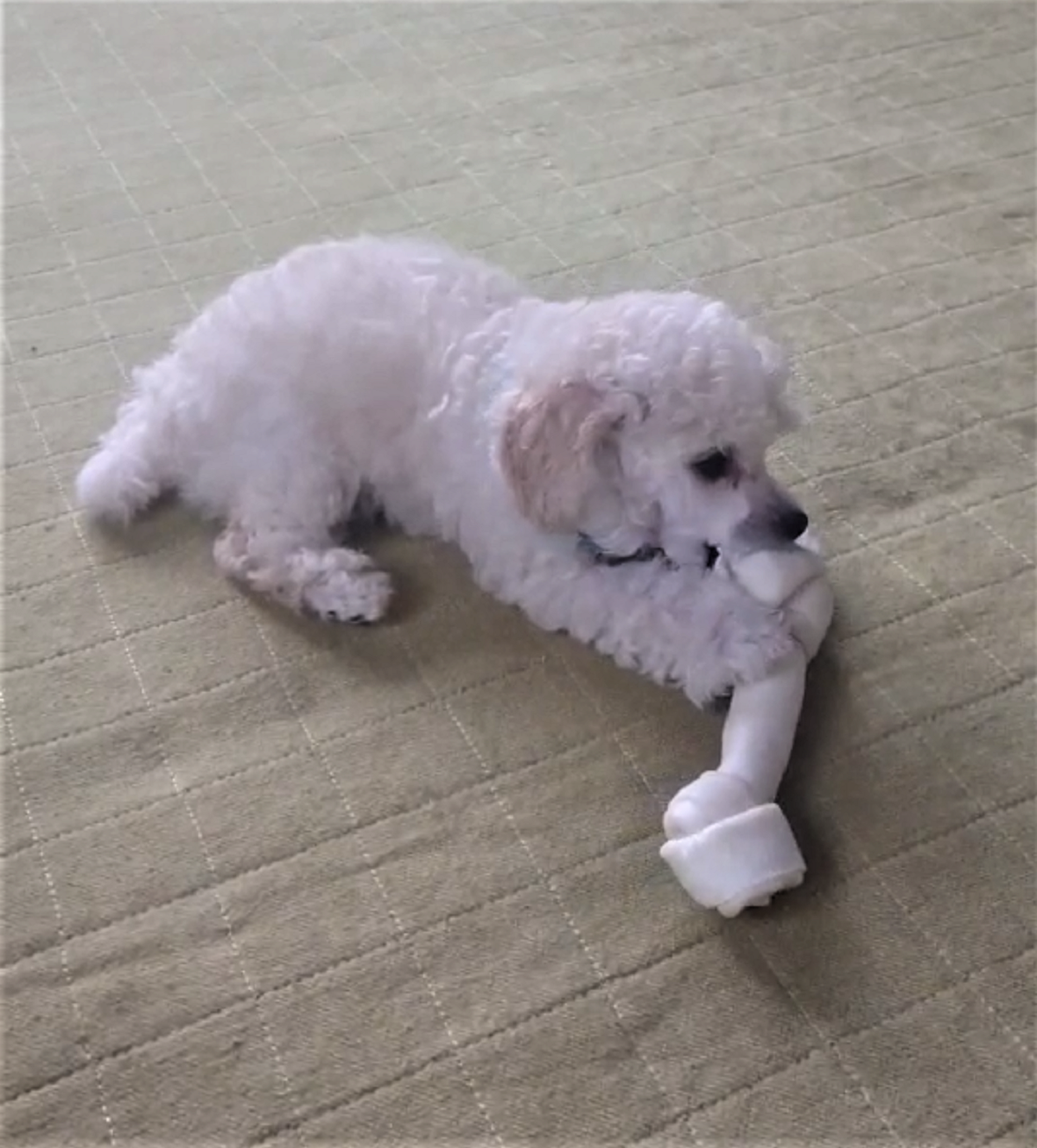 パピー犬1