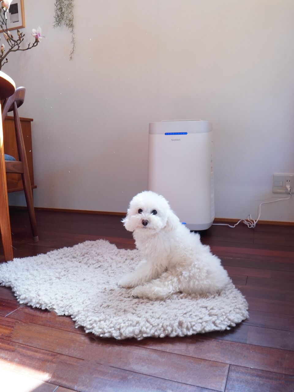経済的】水洗いOK！フィルター交換不要！待望の快適家電【空気清浄機