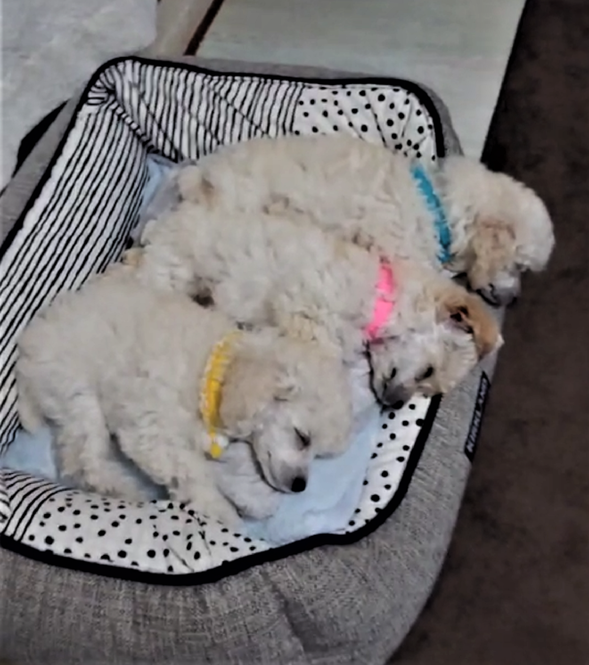 パピー犬7