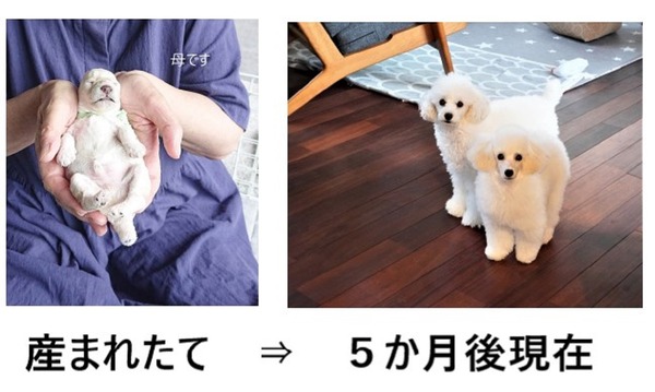 ビフォーアフター