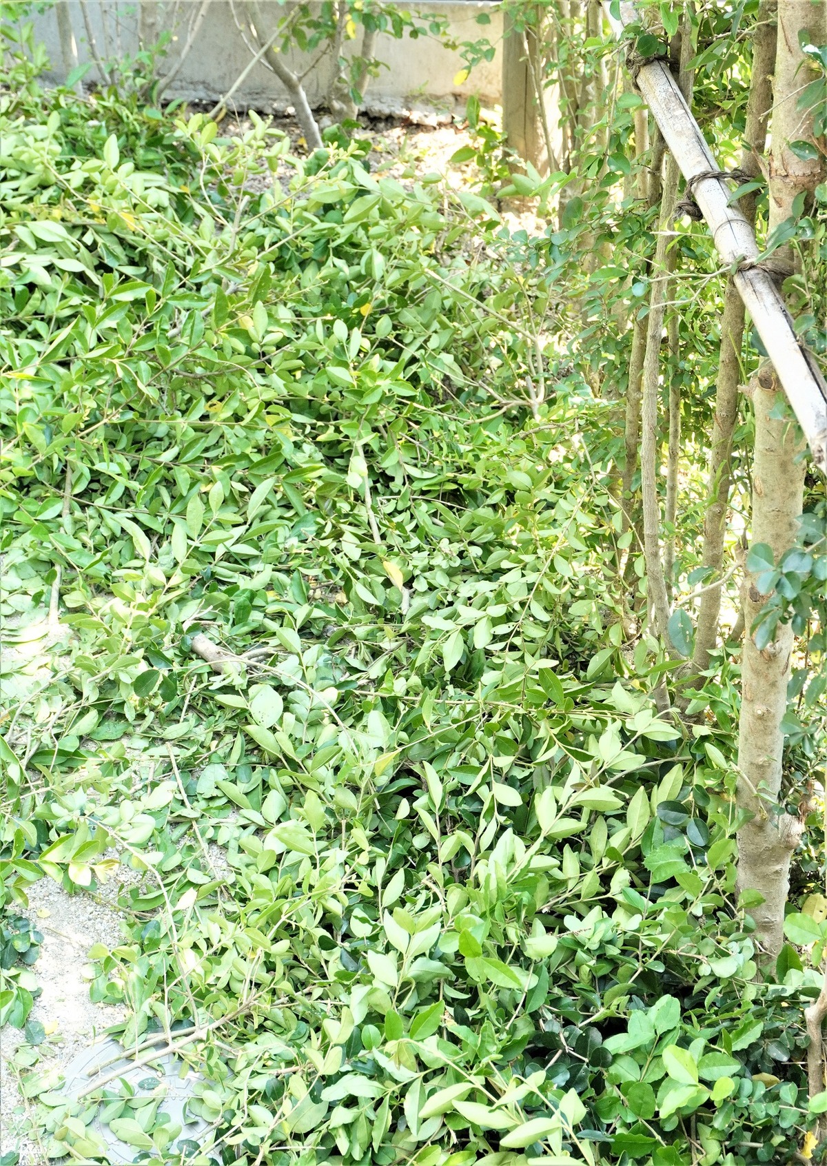 外構5