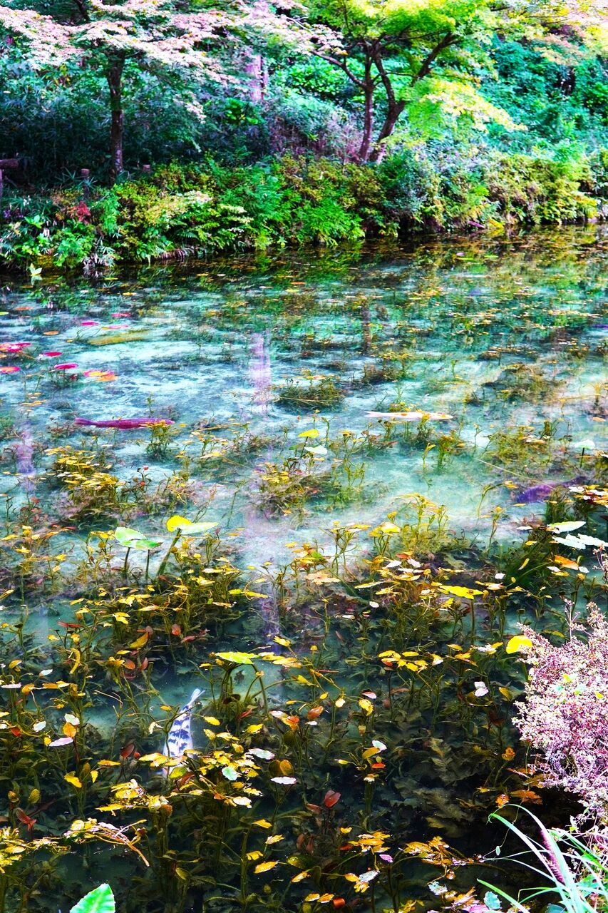 まるで絵画の世界!【モネの池】(名もなき池)の美しすぎる紅葉をご覧ください 10年後も好きな家 家時間が好きになる「家事貯金」&北欧インテリア Powered by ライブドアブログ まるで絵画の世界!【モネの池】(名もなき池)の美しすぎる紅葉をご覧ください 10年後も好きな家 家時間が好きになる「家事貯金」&北欧インテリア Powered by ライブドアブログ