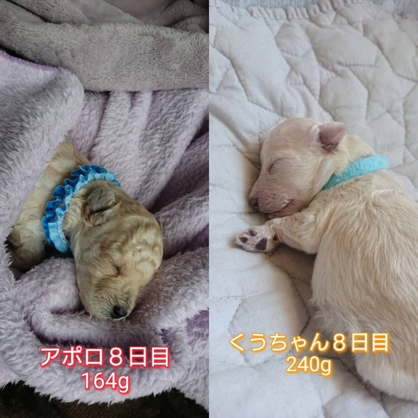 アポロクウ比較