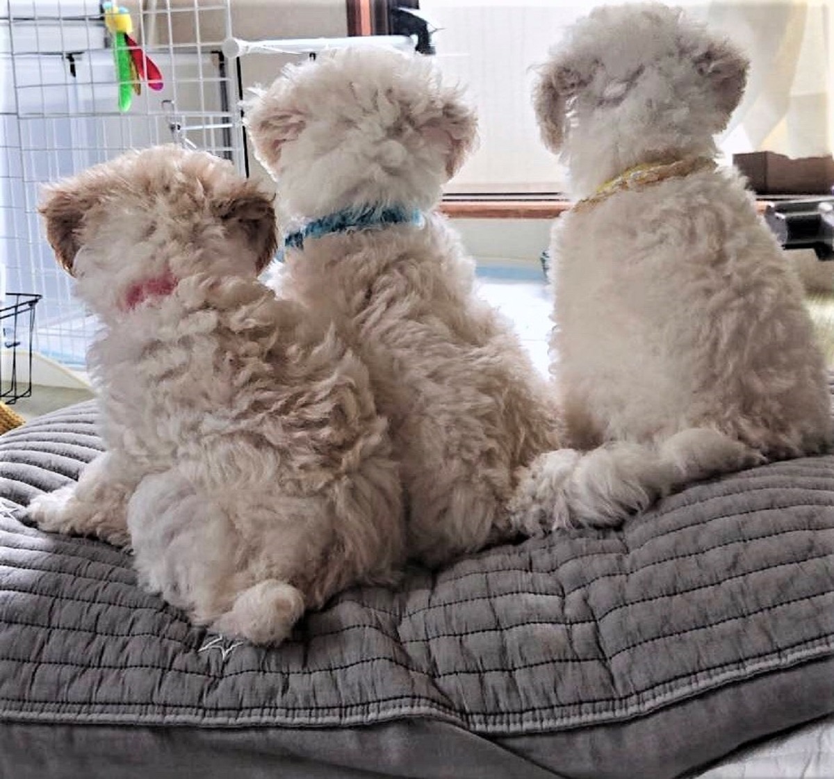 パピー犬2