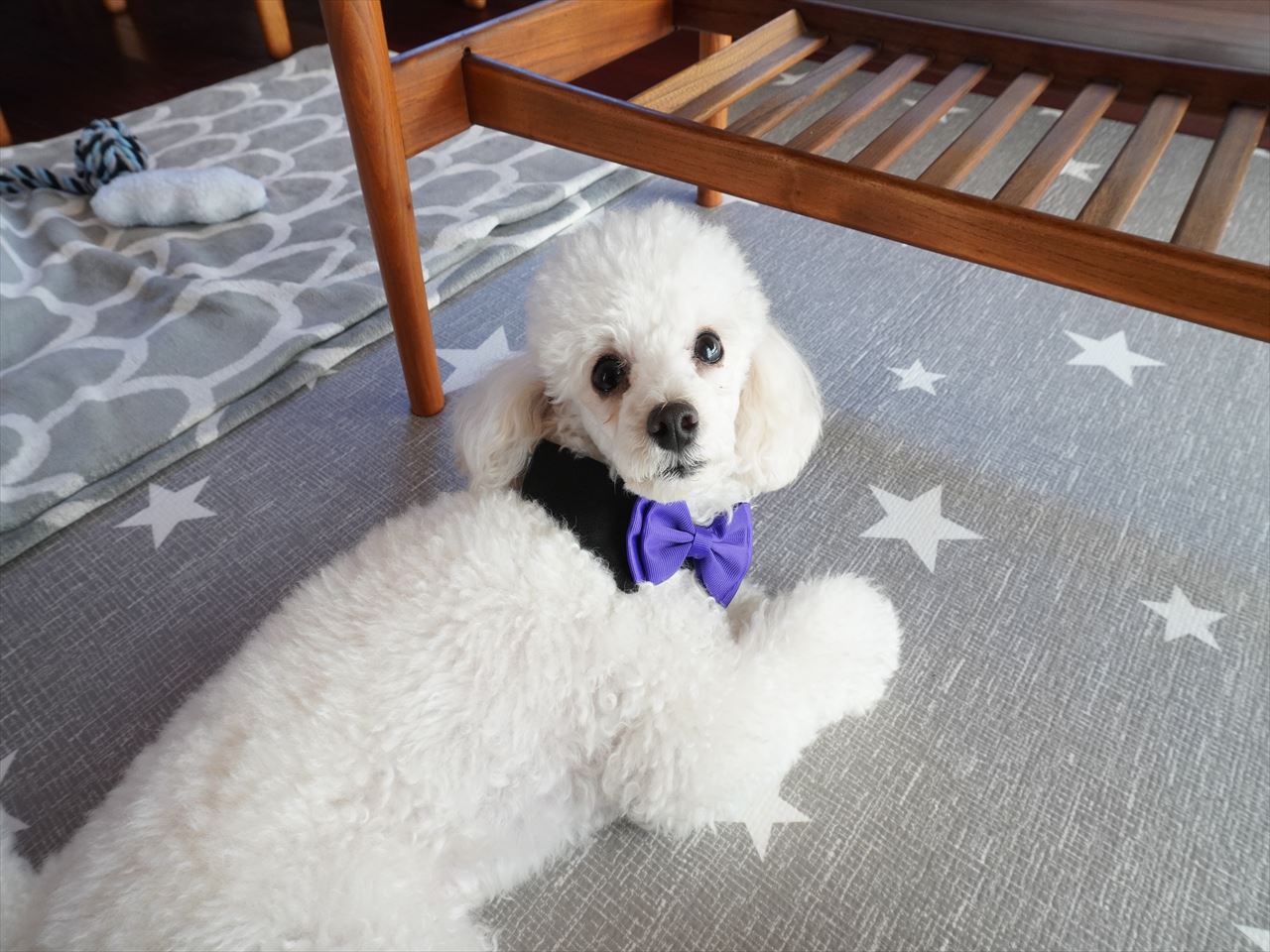フライングタイガー 愛犬が大喜びしたかわいいペットトイ 10年後も好きな家 家時間が好きになる 家事貯金 北欧インテリア Powered By ライブドアブログ