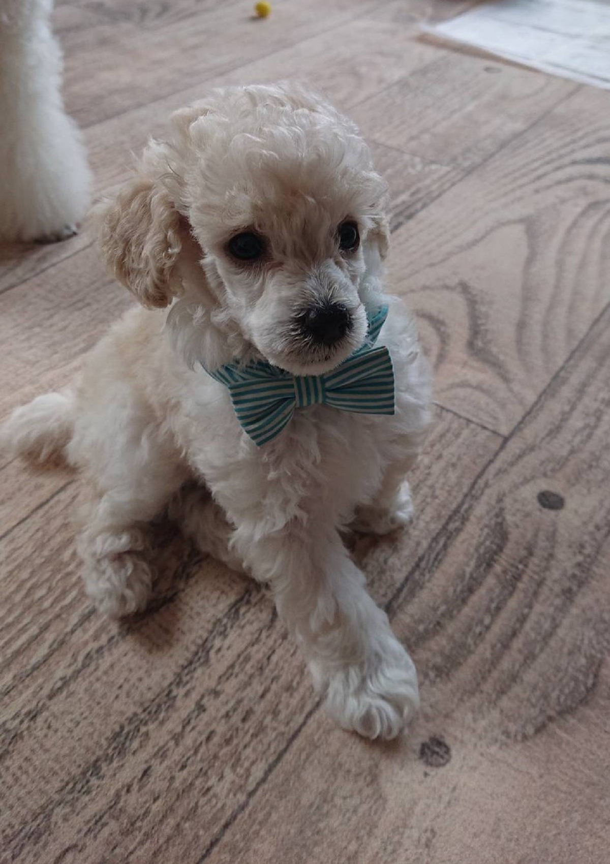 パピー犬3