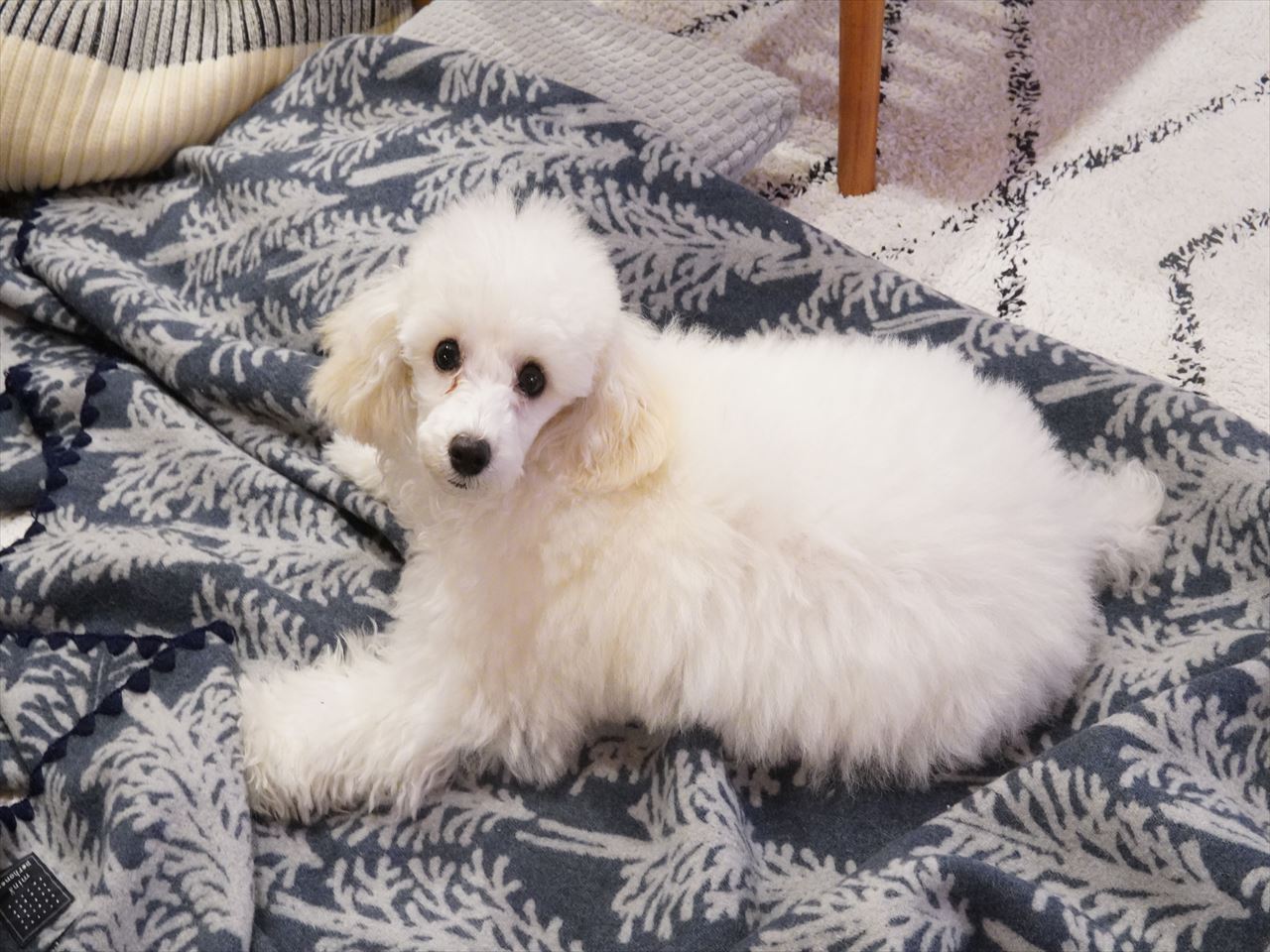 わんわんわんの日 トイプードルパピー犬成長記録 くぅちゃん誕生 ５か月振り返りスペシャル版 10年後も好きな家 家時間が好きになる 家事貯金 北欧インテリア Powered By ライブドアブログ