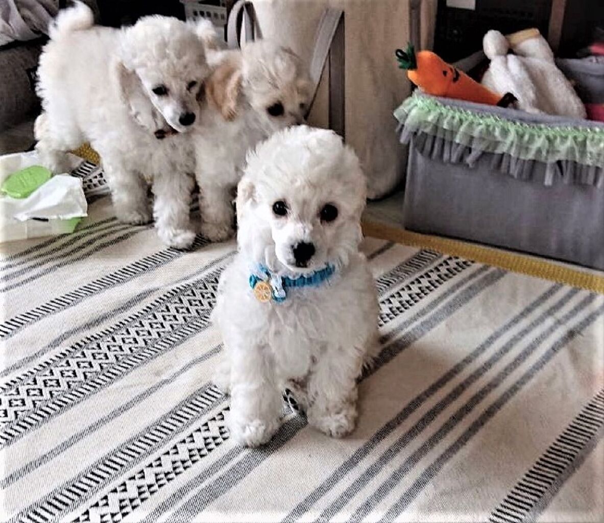 トイプードルパピー犬成長記録8 生後60日 初めてのシャンプー カットetc 10年後も好きな家 家時間が好きになる 家事貯金 北欧インテリア Powered By ライブドアブログ トイプードルパピー犬成長記録8 生後60日 初めてのシャンプー カットetc 10年後も好きな家 家時間が好きになる 家事貯金 北欧インテリア Powered By ライブドアブログ