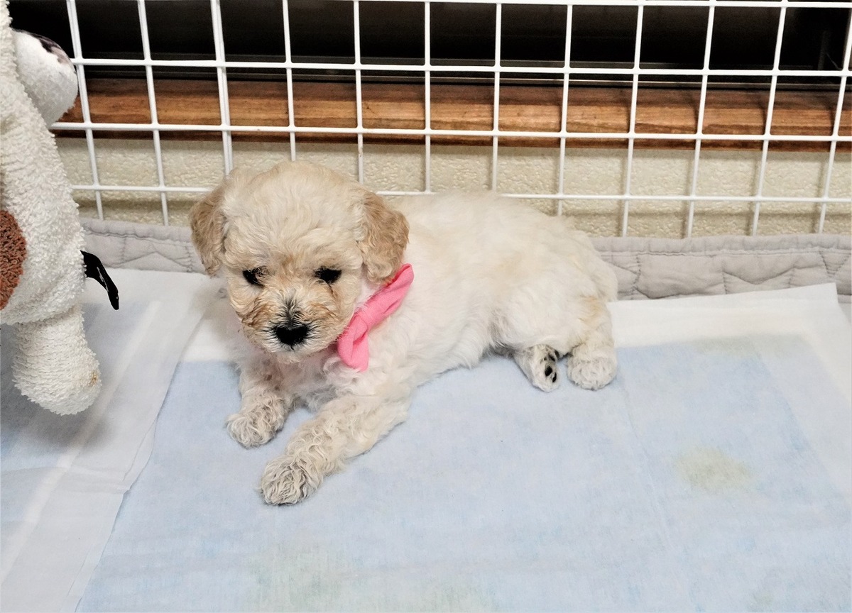 初対面パピー犬3
