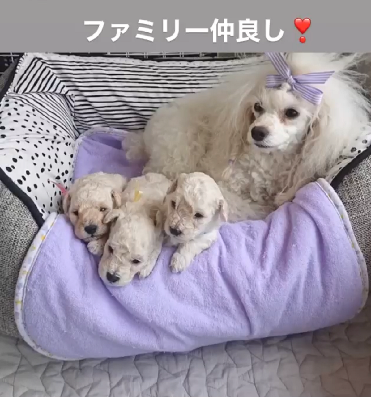 パピー犬成長記録6月24日