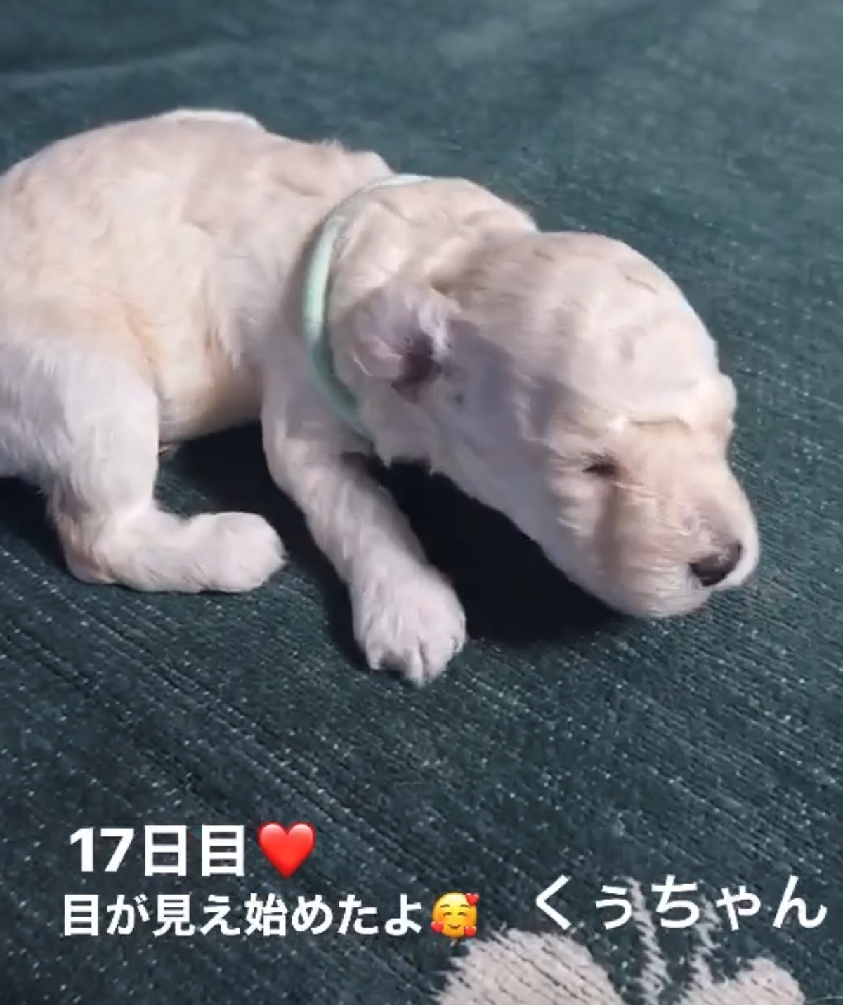 パピー犬2