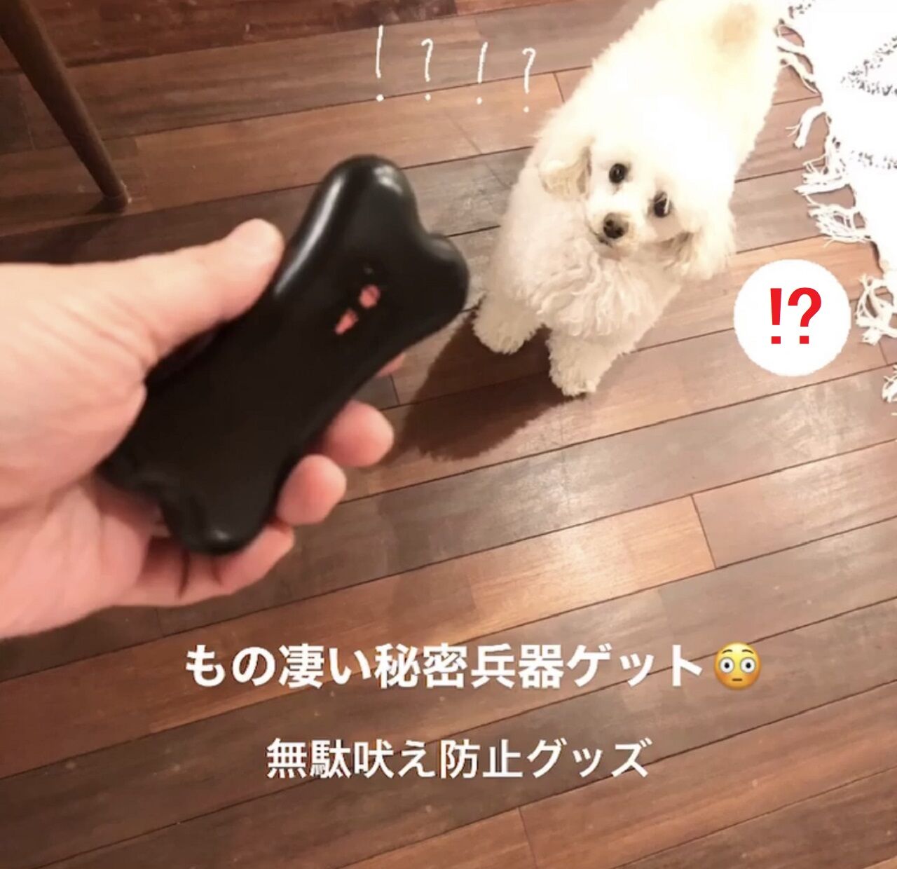 犬 吠える 防止