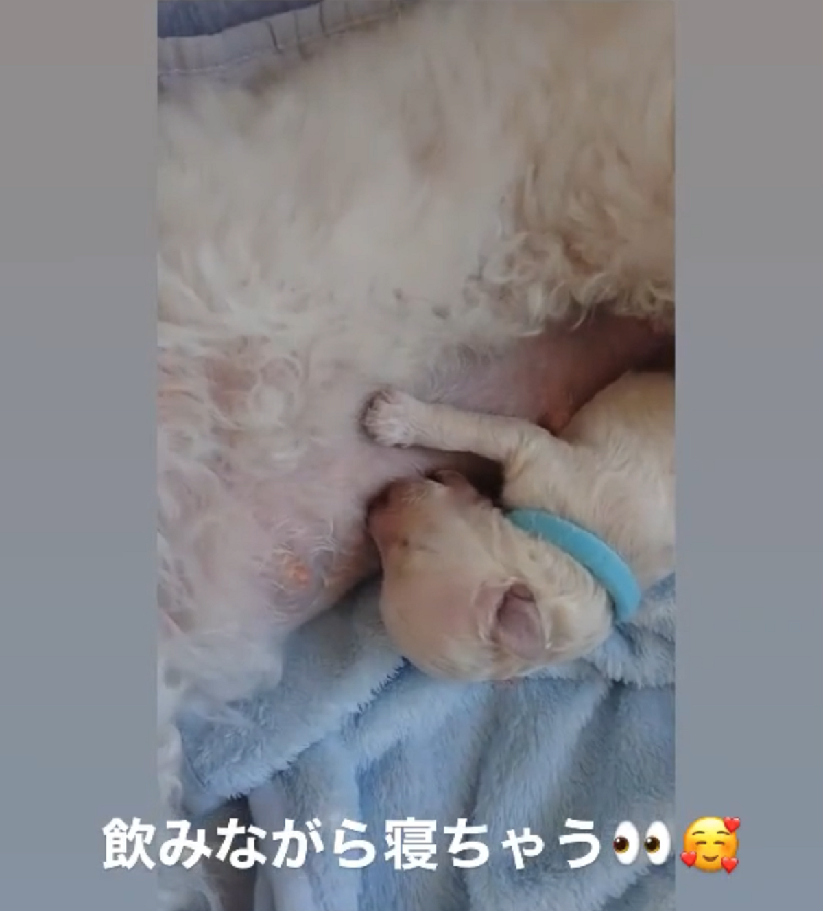 パピー犬2