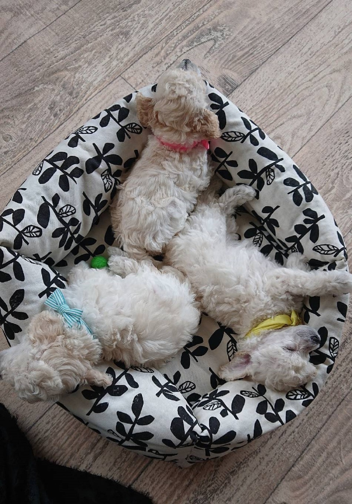 パピー犬2