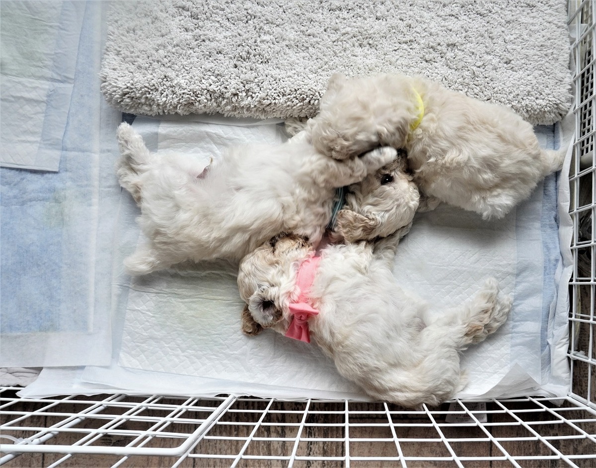初対面パピー犬9