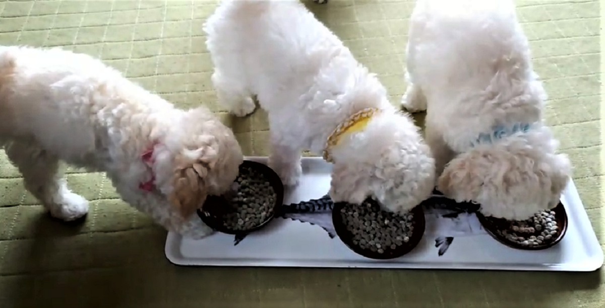 パピー犬9