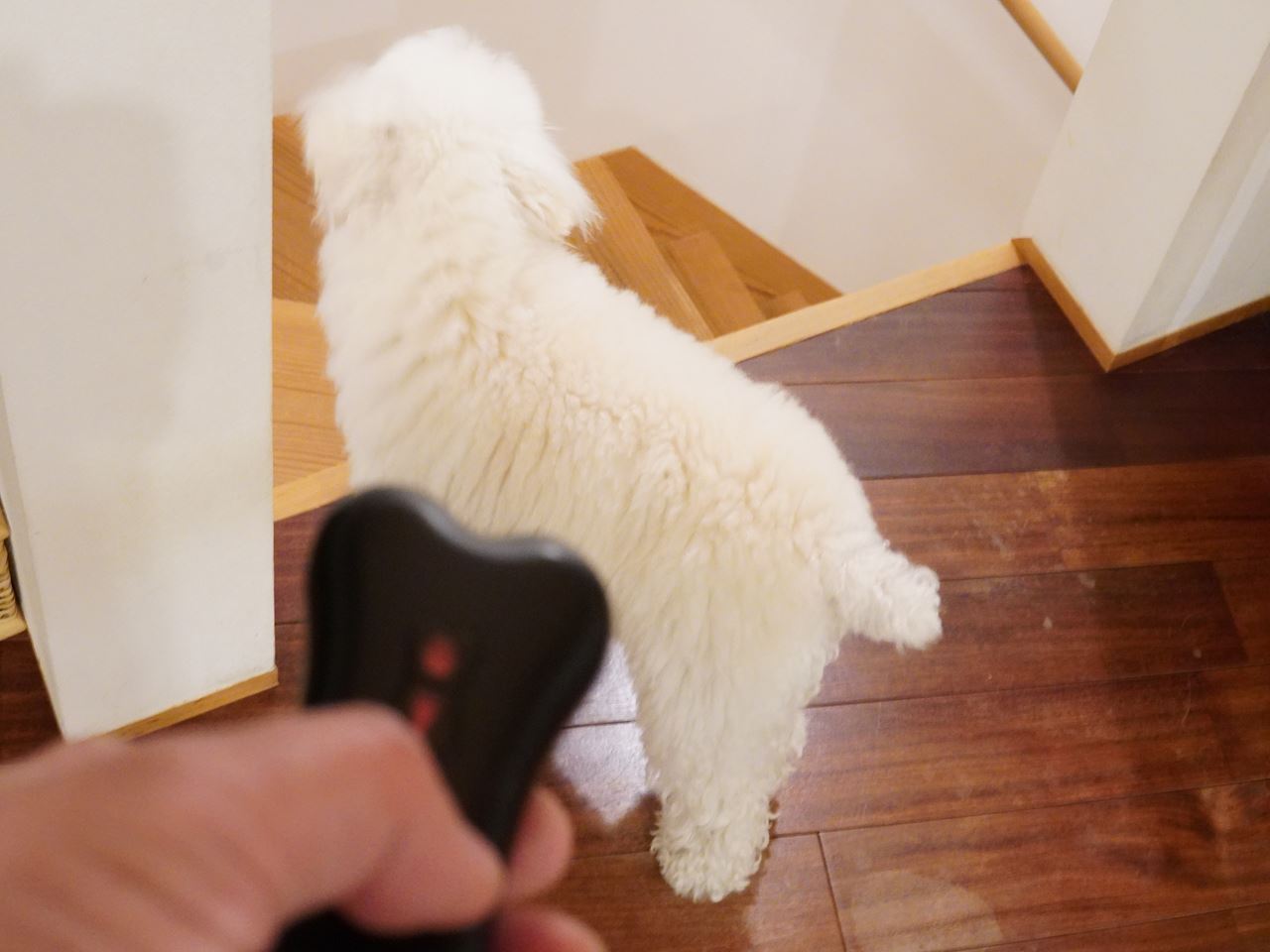 愛犬の 無駄吠え防止グッズ の効果が凄すぎた 超音波式を試してみた 10年後も好きな家 家時間が好きになる 家事貯金 北欧インテリア Powered By ライブドアブログ 愛犬の 無駄吠え防止グッズ の効果が凄すぎた 超音波式を試してみた 10年後も好きな家 家時間が好きになる 家事貯金 北欧インテリア Powered By ライブドアブログ