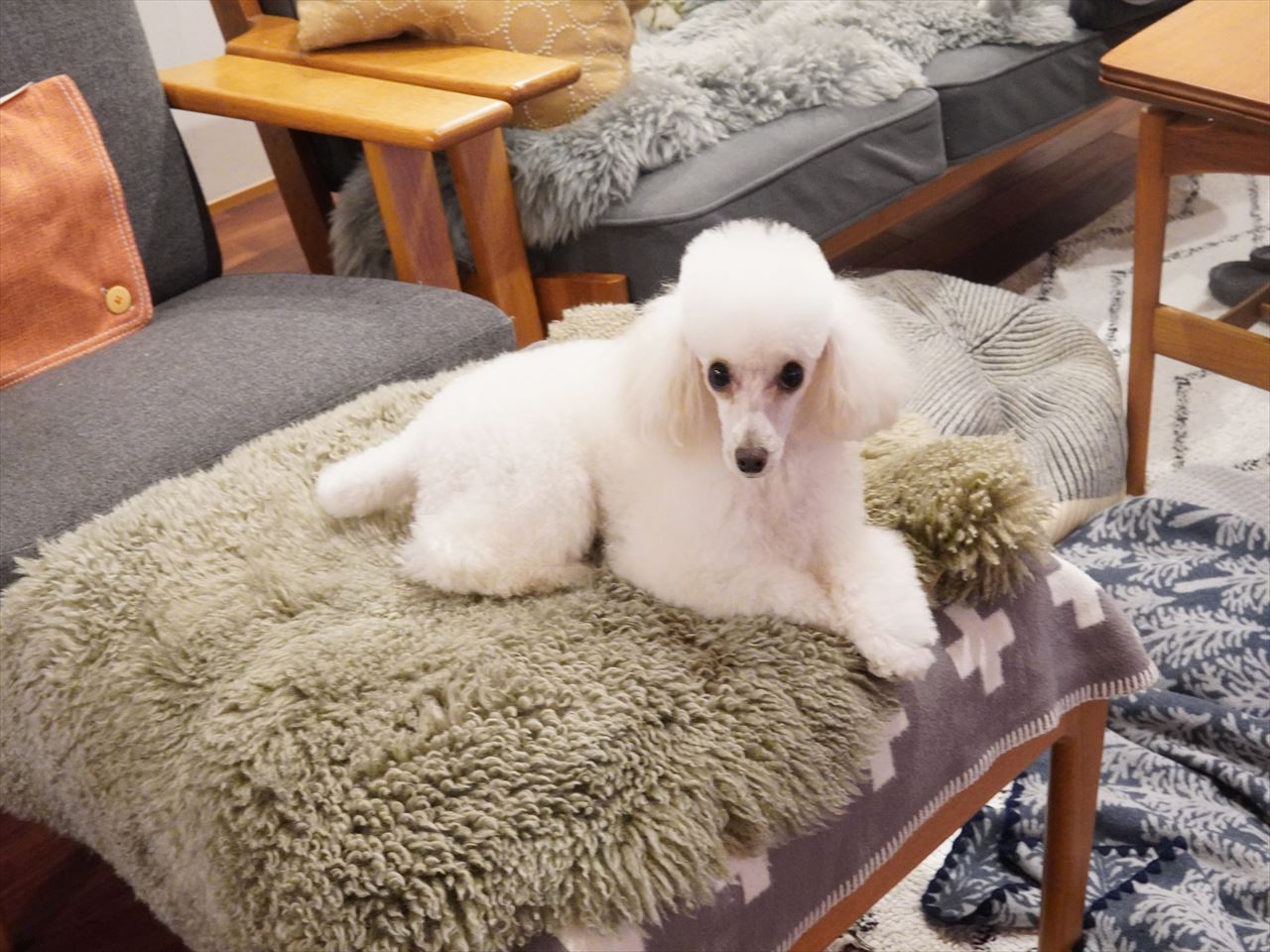 わんわんわんの日 トイプードルパピー犬成長記録 くぅちゃん誕生 ５か月振り返りスペシャル版 10年後も好きな家 家時間が好きになる 家事貯金 北欧インテリア Powered By ライブドアブログ
