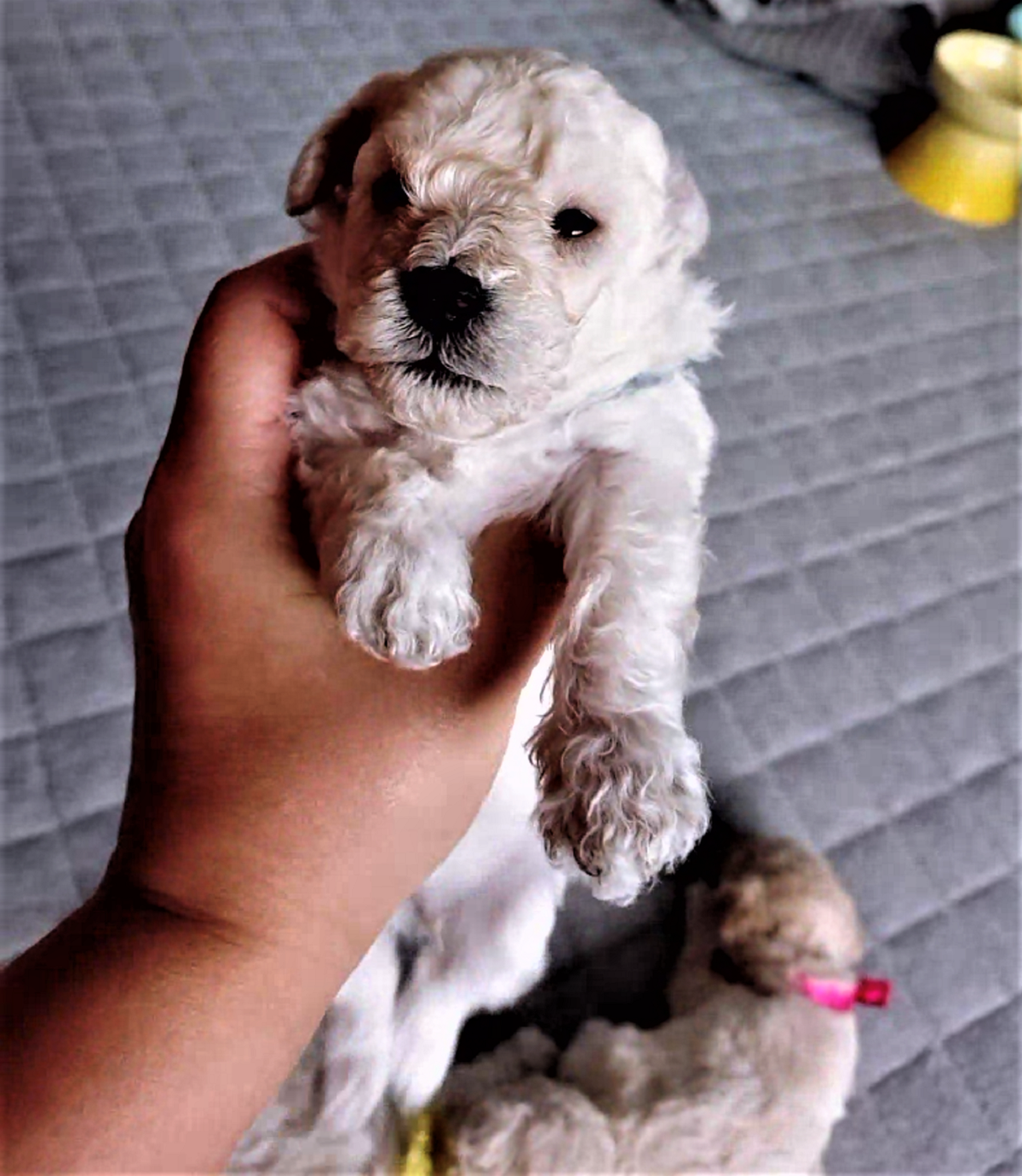 パピー犬