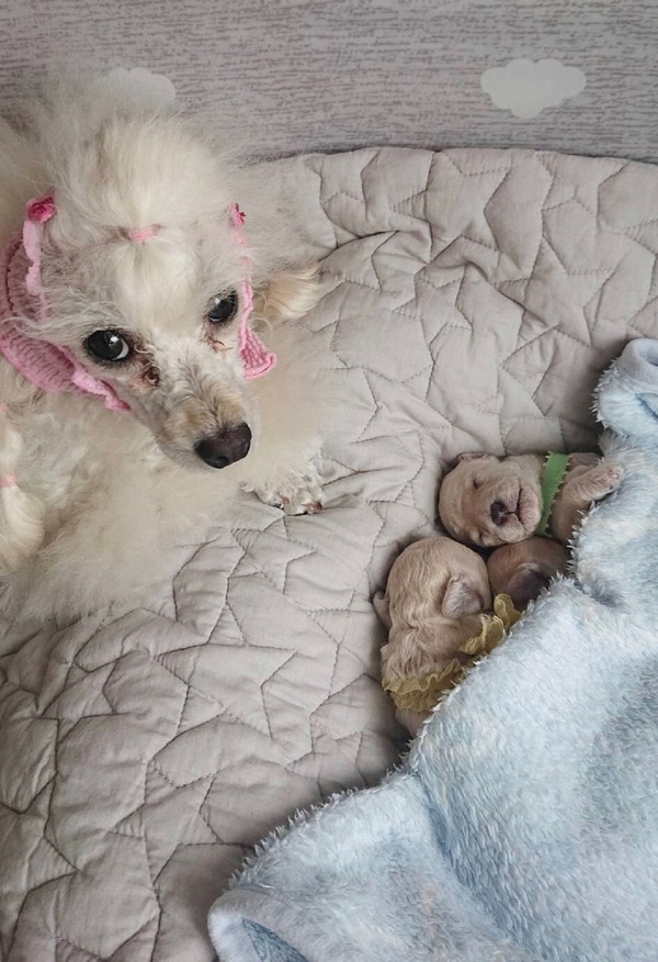 パピー犬