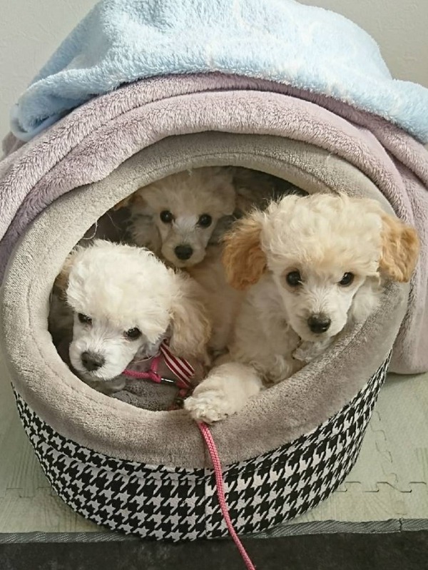 アポロ4