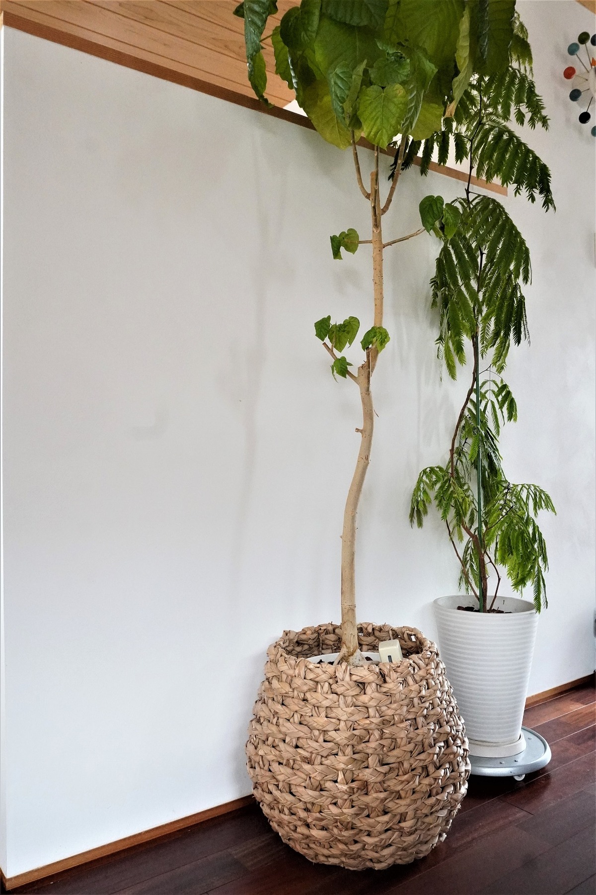 観葉植物