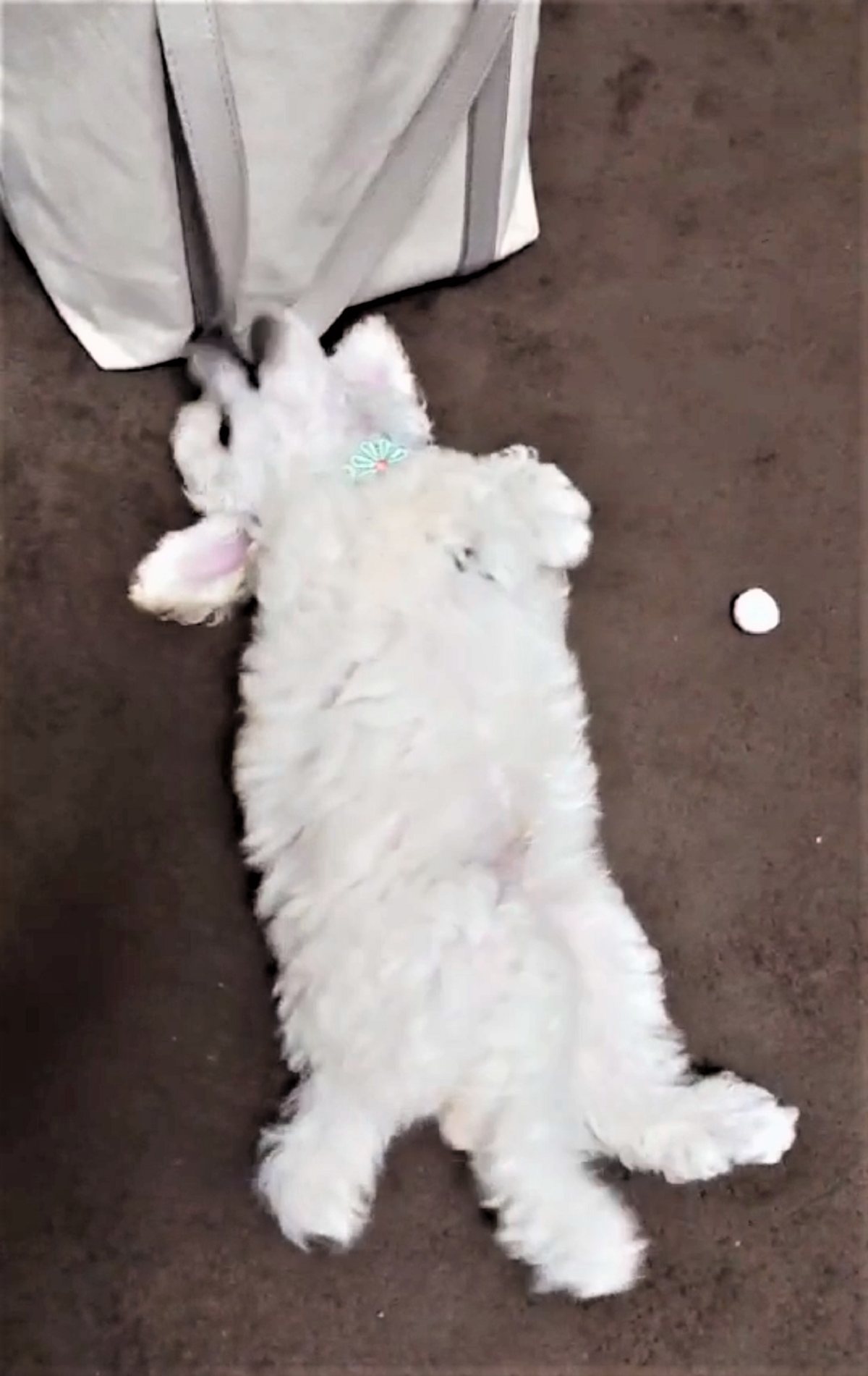 パピー犬8