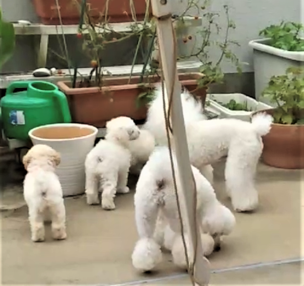 パピー犬10