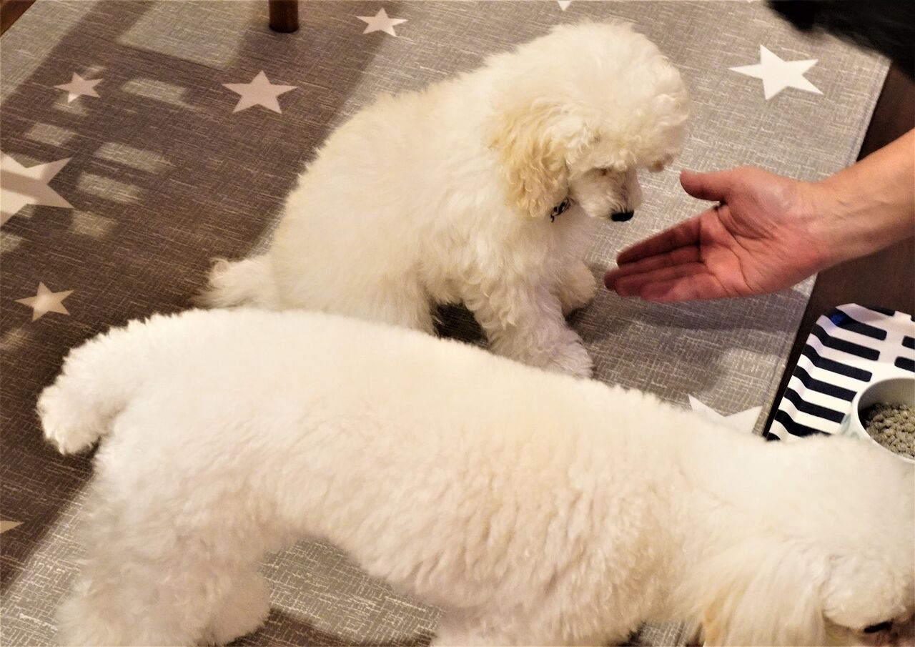 トイプードルパピー犬成長記録12 生後約3か月 おすわり出来た 10年後も好きな家 家時間が好きになる 家事貯金 北欧インテリア Powered By ライブドアブログ トイプードルパピー犬成長記録12 生後約3か月 おすわり出来た 10年後も好きな家 家時間が好きになる 家事貯金 北欧インテリア Powered By ライブドアブログ