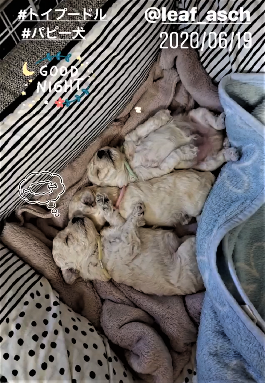 トイプードルパピー犬成長記録3 生後 4週目 離乳食始めました 10年後も好きな家 家時間が好きになる 家事貯金 北欧インテリア Powered By ライブドアブログ