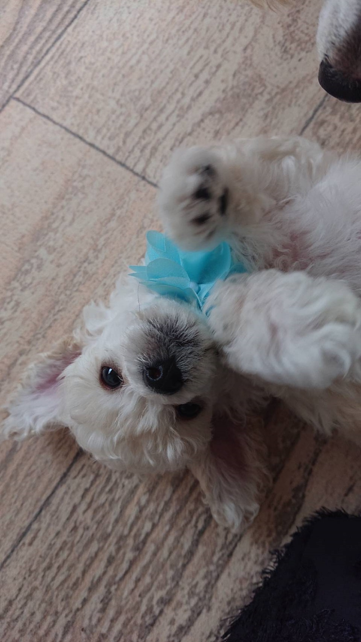 パピー犬1