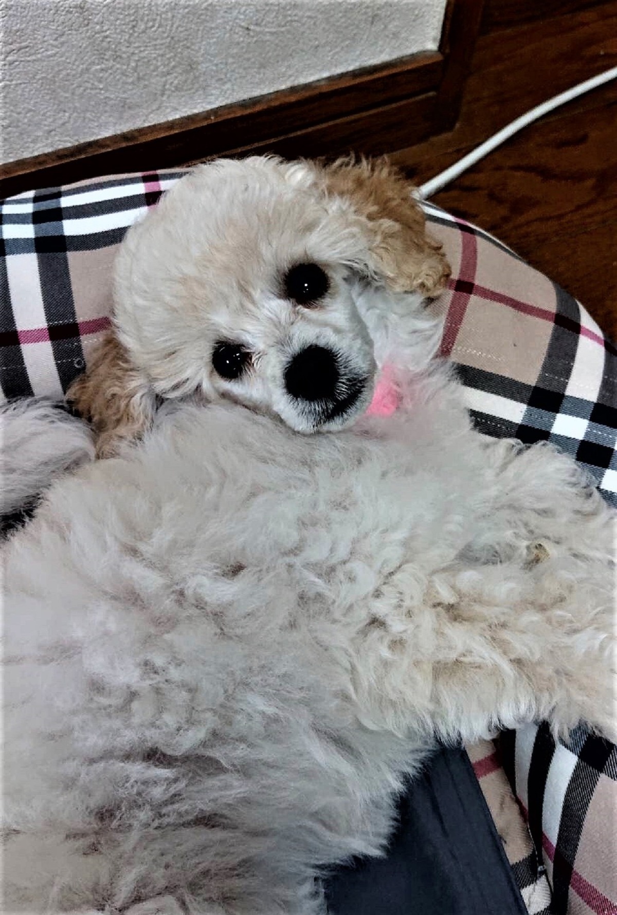 パピー犬2