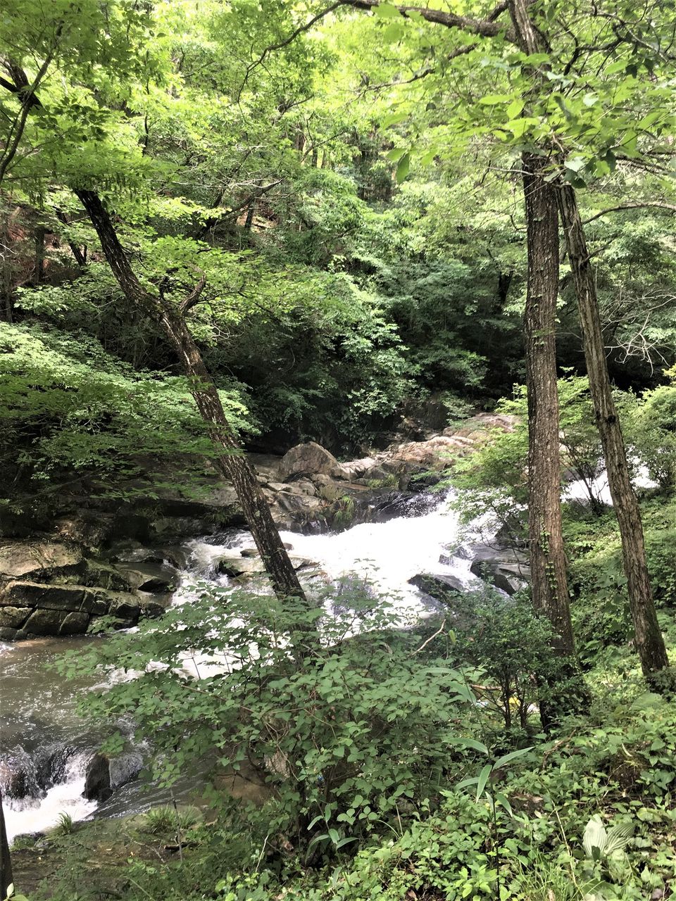 銀の森6