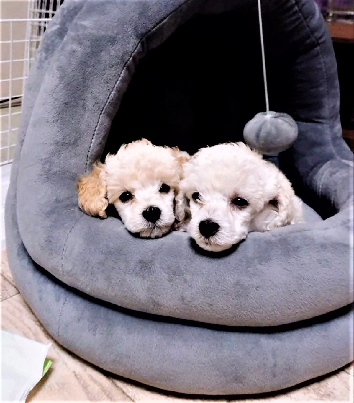 パピー犬4